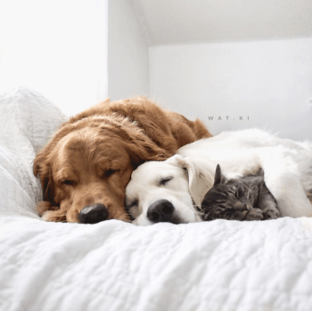 Screen-Shot-2016-06-06-at-1.56.31-AM